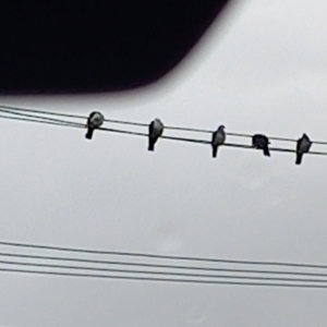 Columba leucomela at Crestwood, NSW - suppressed