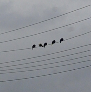 Columba leucomela at Crestwood, NSW - suppressed