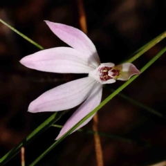 Caladenia fuscata (Dusky Fingers) at O'Connor, ACT - 5 Sep 2023 by ConBoekel