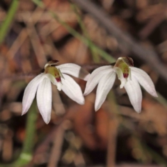 Caladenia fuscata (Dusky Fingers) at Caladenia Forest, O'Connor - 5 Sep 2023 by ConBoekel