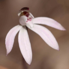 Caladenia fuscata (Dusky Fingers) at Acton, ACT - 5 Sep 2023 by ConBoekel