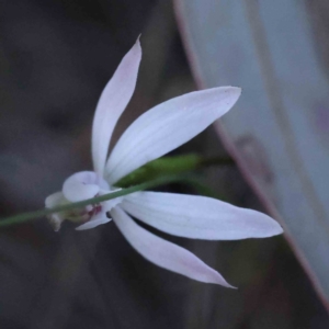 Caladenia fuscata at Acton, ACT - 5 Sep 2023