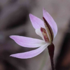 Caladenia fuscata (Dusky Fingers) at Acton, ACT - 5 Sep 2023 by ConBoekel