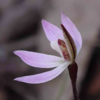 Caladenia fuscata (Dusky Fingers) at Caladenia Forest, O'Connor - 5 Sep 2023 by ConBoekel