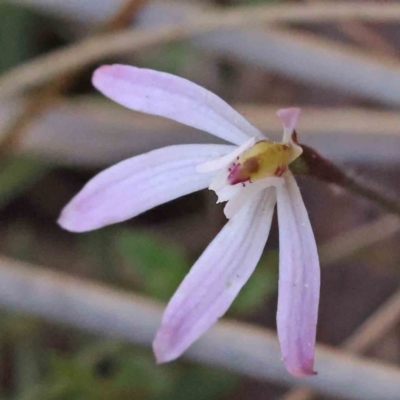 Caladenia fuscata (Dusky Fingers) at Caladenia Forest, O'Connor - 5 Sep 2023 by ConBoekel