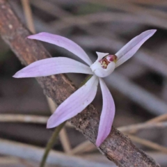 Caladenia fuscata at O'Connor, ACT - 5 Sep 2023