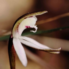 Caladenia fuscata (Dusky Fingers) at O'Connor, ACT - 5 Sep 2023 by ConBoekel