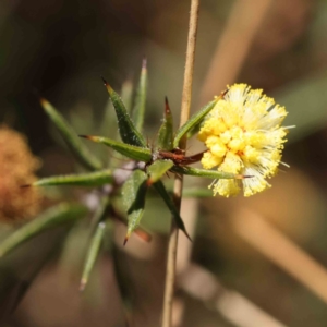 Acacia gunnii at Acton, ACT - 5 Sep 2023