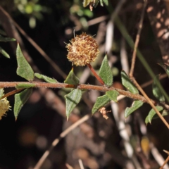 Acacia gunnii at Acton, ACT - 5 Sep 2023