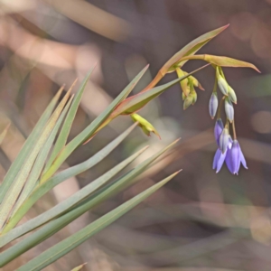 Stypandra glauca at Acton, ACT - 5 Sep 2023