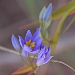 Stypandra glauca at Acton, ACT - 5 Sep 2023