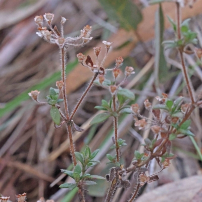 Pomax umbellata (A Pomax) at Caladenia Forest, O'Connor - 5 Sep 2023 by ConBoekel