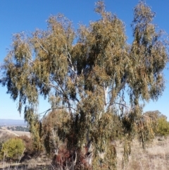 Eucalyptus pauciflora subsp. pauciflora (White Sally, Snow Gum) at Mount Painter - 26 Jul 2023 by CathB