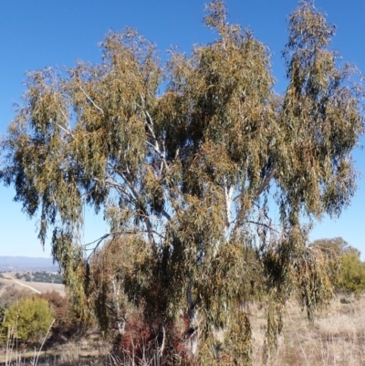 Eucalyptus pauciflora subsp. pauciflora (White Sally, Snow Gum) at Belconnen, ACT - 26 Jul 2023 by CathB