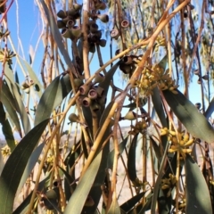 Eucalyptus pauciflora subsp. pauciflora at Mount Painter - 26 Jul 2023