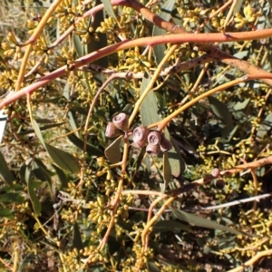 Eucalyptus pauciflora subsp. pauciflora at Mount Painter - 26 Jul 2023