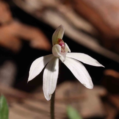 Caladenia fuscata (Dusky Fingers) at Caladenia Forest, O'Connor - 5 Sep 2023 by ConBoekel