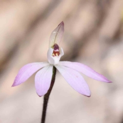 Caladenia fuscata (Dusky Fingers) at Acton, ACT - 5 Sep 2023 by ConBoekel