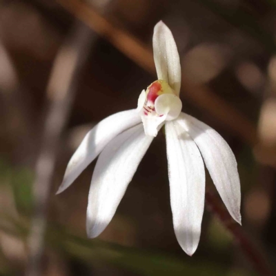 Caladenia fuscata (Dusky Fingers) at Caladenia Forest, O'Connor - 5 Sep 2023 by ConBoekel