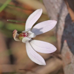 Caladenia fuscata (Dusky Fingers) at Caladenia Forest, O'Connor - 5 Sep 2023 by ConBoekel