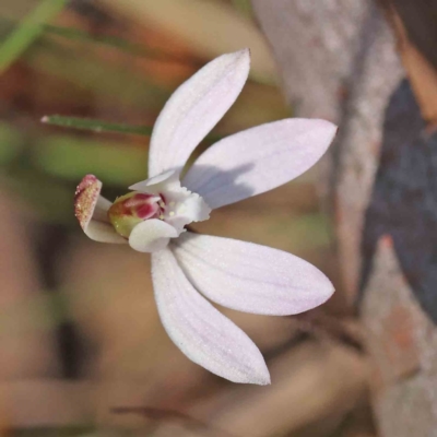 Caladenia fuscata (Dusky Fingers) at O'Connor, ACT - 5 Sep 2023 by ConBoekel