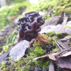 Gyromitra sp. (False morel) at Wellington Park, TAS - 31 Aug 2023 by Detritivore