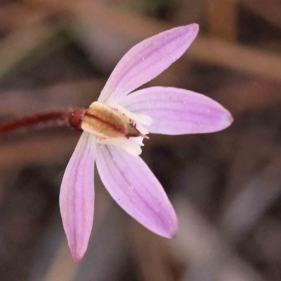 Caladenia fuscata (Dusky Fingers) at O'Connor, ACT - 5 Sep 2023 by ConBoekel