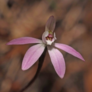 Caladenia fuscata at O'Connor, ACT - suppressed