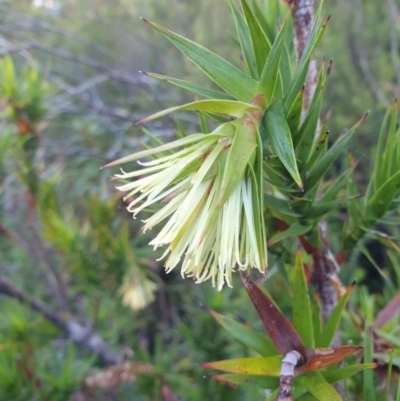 Richea milliganii at Southwest, TAS - 3 Sep 2023 by Detritivore