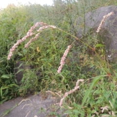 Persicaria lapathifolia (Pale Knotweed) at Point Hut to Tharwa - 26 Mar 2023 by MichaelBedingfield