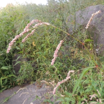 Persicaria lapathifolia (Pale Knotweed) at Tuggeranong, ACT - 26 Mar 2023 by michaelb
