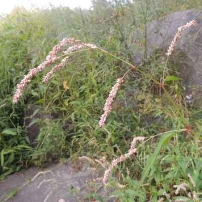 Persicaria lapathifolia (Pale Knotweed) at Tuggeranong, ACT - 26 Mar 2023 by MichaelBedingfield