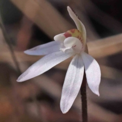 Caladenia fuscata (Dusky Fingers) at O'Connor, ACT - 5 Sep 2023 by ConBoekel