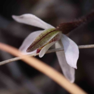 Caladenia fuscata at O'Connor, ACT - suppressed