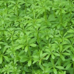 Galium aparine (Goosegrass, Cleavers) at Point Hut to Tharwa - 26 Mar 2023 by MichaelBedingfield