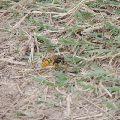Vespula germanica (European wasp) at Tuggeranong, ACT - 26 Mar 2023 by michaelb