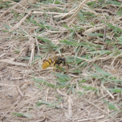Vespula germanica (German Yellowjacket Wasp (also known as European Wasp)) at Tuggeranong, ACT - 26 Mar 2023 by MichaelBedingfield