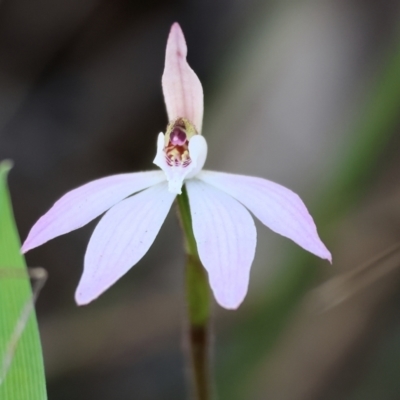 Caladenia fuscata (Dusky Fingers) at Wodonga, VIC - 6 Sep 2023 by KylieWaldon