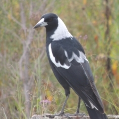 Gymnorhina tibicen (Australian Magpie) at Point Hut to Tharwa - 26 Mar 2023 by MichaelBedingfield