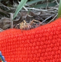 Unidentified Orb-weaving spider (several families) at Kangaroo Valley, NSW - 6 Sep 2023 by lbradleyKV