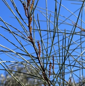 Allocasuarina littoralis at Burra, NSW - 6 Sep 2023