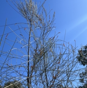 Allocasuarina littoralis at Burra, NSW - 6 Sep 2023