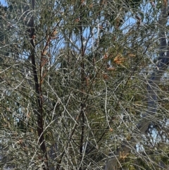 Allocasuarina littoralis at Burra, NSW - 6 Sep 2023