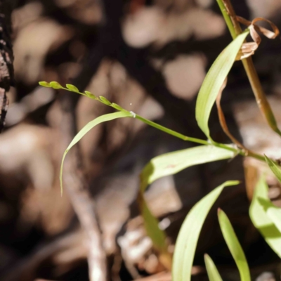 Ehrharta erecta (Panic Veldtgrass) at Caladenia Forest, O'Connor - 5 Sep 2023 by ConBoekel