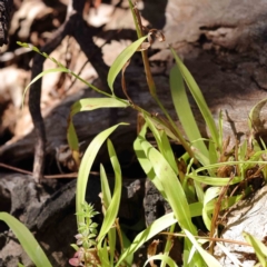 Ehrharta erecta at O'Connor, ACT - 5 Sep 2023