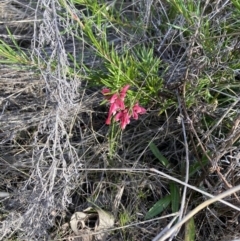 Grevillea rosmarinifolia subsp. rosmarinifolia (Rosemary Grevillea) at Hackett, ACT - 5 Sep 2023 by waltraud