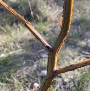 Acacia decurrens at Hackett, ACT - 5 Sep 2023