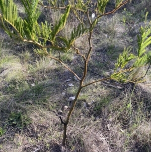 Acacia decurrens at Hackett, ACT - 5 Sep 2023