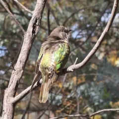 Chrysococcyx lucidus (Shining Bronze-Cuckoo) at Acton, ACT - 5 Sep 2023 by ConBoekel