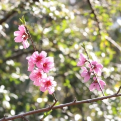 Prunus sp. (A Plum) at Caladenia Forest, O'Connor - 5 Sep 2023 by ConBoekel